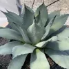 An Agave parryi plant with pale green, thick leaves in a black pot, showing jagged edges, situated in a gravel