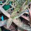 Close-up of Aloe saponaria leaves, showcasing green, textured foliage with jagged edges, in pots with blue labels