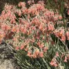 Prolific orange blossoms growing over the top of Cotyledon oblonga flavida plants