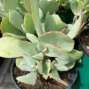 Close-up of a Cotyledon orbiculata succulent with thick, pale green leaves edged in red, planted in a dark green pot.