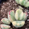 Close-up of Cotyledon tomentosa succulent with light green, fuzzy leaves and red spotted edges, set against dark planting soil.