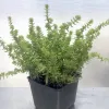 Delicate green foliage of Crassula lycopodioides growing in a small, black, plastic pot