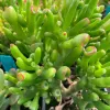 Close-up of a Crassula ovata 'Gollum' succulent with thick, green, tubular leaves and reddish-tipped ends.
