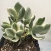 Green and white succulent leaves on a Crassula ovata variegata plant in a small, black, plastic pot