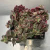 Green, yellow, and red-tinged leaves of a Crassula pellucida variegata plant growing in a small pot
