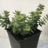 Tiered green leaves of a small Crassula perforata plant growing in a pot