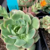 Close-up of an Echeveria succulent with light green leaves and pink edges, surrounded by smaller succulents and an orange flower, in dark plant containers.