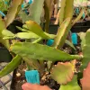 A cluster of Epiphyllum plants with flat green stems, some tinged red at the tips, displayed in pots with blue identification tags.