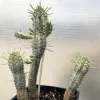Three stalks of Euphorbia mammularis in a black pot with spiny, elongated stems and green appendages against a light background