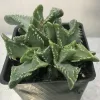 A green Faucaria tigrina, tiger-jaws, plant with pointed leaves in a black plastic pot, displayed against a light background