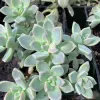 Close-up of a cluster of Graptopetalum paraguayense with pale green, lobed leaves arranged in rosettes, some having pink edges.