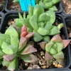 A cluster of green and reddish Haworthia cooperi succulents in black pots, featuring smooth, rosette-shaped leaves against a dark, rocky soil background.