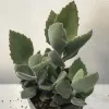 A fuzzy-leaved Kalanchoe beharensis succulent plant in a black pot, with upward-reaching green leaves featuring serrated edges