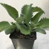 A Kalanchoe daigremontiana plant with thick, serrated green leaves and small plantlets, in a black plastic pot against a light background
