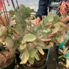 A cluster of Kalanchoe fedtschenkoi succulent with bluish-green, serrated leaves and orange tubular flowers in a greenhouse, with a person's hands visible nearby.