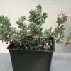 Potted Oscularia deltoides plant with succulent green leaves and a central stem branching out