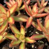 Close-up of Sedum adolphii (Firestorm) succulents, featuring yellow-green leaves with orange-red tips, arranged in dark soil.