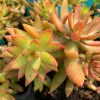 A close-up of Sedum nussbaumeranum succulents with green and orange-tipped leaves clustered together in a pot.