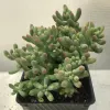 A Sedum pachyphyllum plant in a black pot, featuring plump green leaves with pink tips