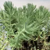 Close-up of a Sedum reflexum 'Blue Spruce' plant with slender, needle-like pale green leaves in a black container