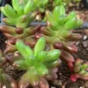 Close-up of Sedum rubrotinctum succulent plants, featuring green, jelly bean-shaped leaves with reddish-brown bases, set against dark soil.