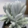 Senecio haworthii plant with elongated, velvety, pale green leaves arranged in a rosette, displayed in a small black pot