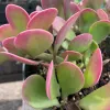 A succulent plant, Senecio jacobsenii, featuring smooth, oval leaves that transition from pale green to pink at the tips, arranged in a rosette formation.