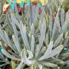 A dense cluster of blue chalk sticks (Senecio mandraliscae) with long, slender, bluish-green leaves in a radial arrangement.