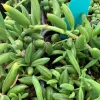 Dense cluster of green Senecio radicans plants with plump, jelly bean-shaped leaves and a turquoise marker.