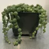 A string-of-pearls plant with long, trailing stems of round green leaves in a black pot, resting on a metallic surface