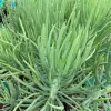 A cluster of Senecio vitalis plants with slender green leaves, arranged densely in a nursery setting.