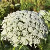 Orn-Ammi-Bishops-Flower-MG-Karen Schaffer