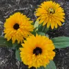 Orn-Rudbeckia-Gloriosa-Double-Daisy-MG-Karen-Schaffer