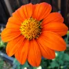 Bright orange Torch Tithonia flower with yellow center, viewed from above, surrounded by green foliage.