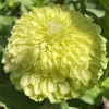 Close-up of a round, yellow-green zinnia flower with layered petals and a central cluster of florets, surrounded by green leaves.
