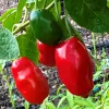Pepper-Rocoto-Red-MG-Jim-Lai