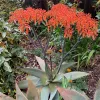 Aloe striata plant with tall orange tubular flowers and gray-green rosette leaves in a garden setting.