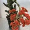 A Crassula falcata succulent in a green pot, featuring thick green leaves and vibrant orange flower clusters.