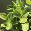 Close-up of a Crassula multicava plant with smooth, rounded green leaves clustered on upright stems.