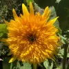 Orn-Sunflower-Goldy-Honey-Bear-MG-Nancy-Shardell