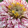 Close-up of a Peppermint Stick Zinnia flower, featuring white petals with red stripes and a cluster of yellow stamens at the center.