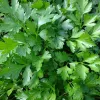 Close-up of vibrant green parsley leaves with a glossy, textured surface, arranged densely.