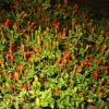 Pepper-Chiltepin-MG-Jim-Maley