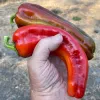 Pepper-Corno-di-Toro-Red-MG-Jim-Maley
