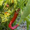 Pepper-Cuollarici-MG-Jim-Maley