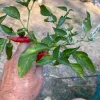 Pepper-Fish-MG-Jim-Maley