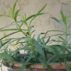 A close-up of a tarragon plant in a rustic pot, featuring vibrant green, elongated leaves against a textured off-white wall.