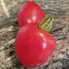 Tomato-Amish-Paste-MG-Mildy-Weinstein