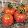 Tomato-Chadwick-MG-Mildy-Weinstein