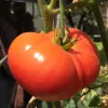 Tomato-Eds-Millennium-MG-Carolyn-Leni